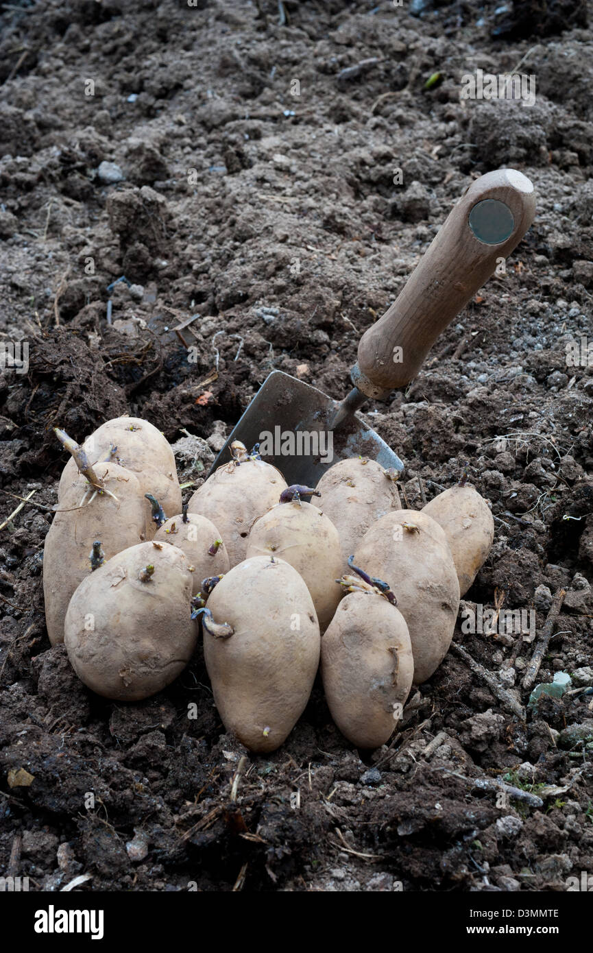Potato maincrop hires stock photography and images Alamy