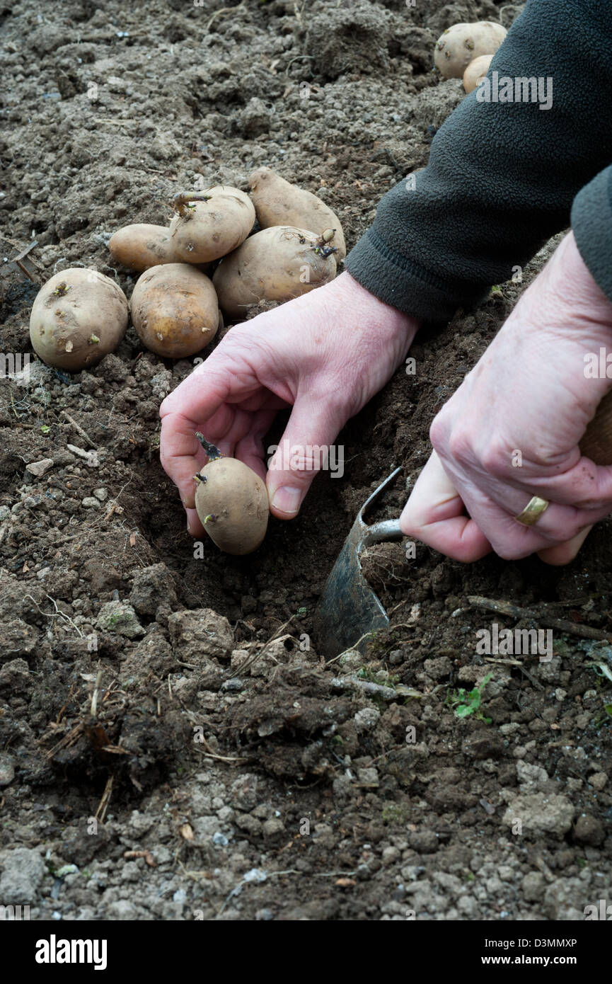 Planting maincrop potatoes Stock Photo Alamy