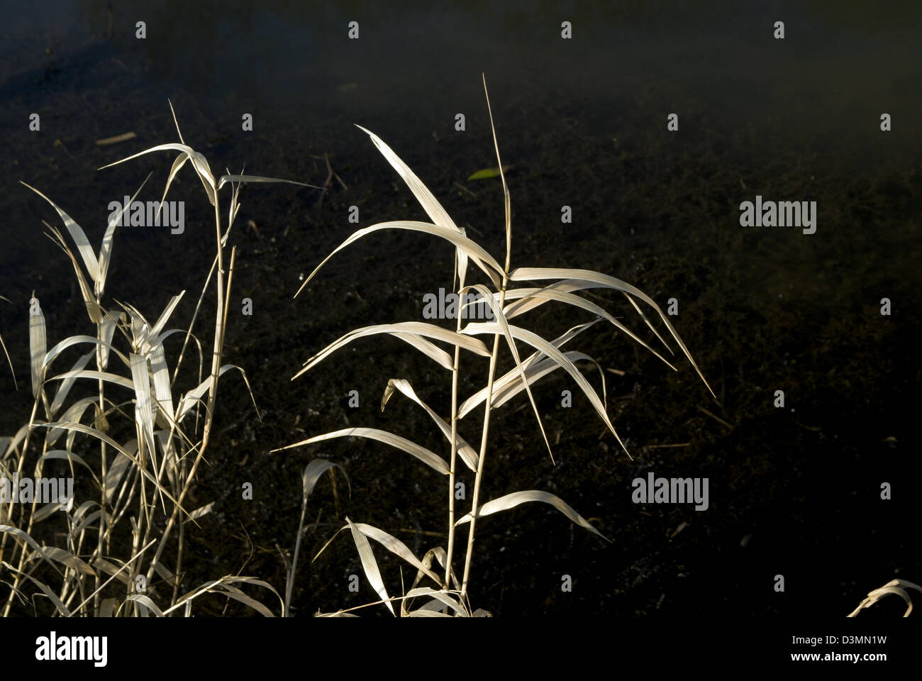 reed on river bank with dark background river ely cardiff south wales uk Stock Photo