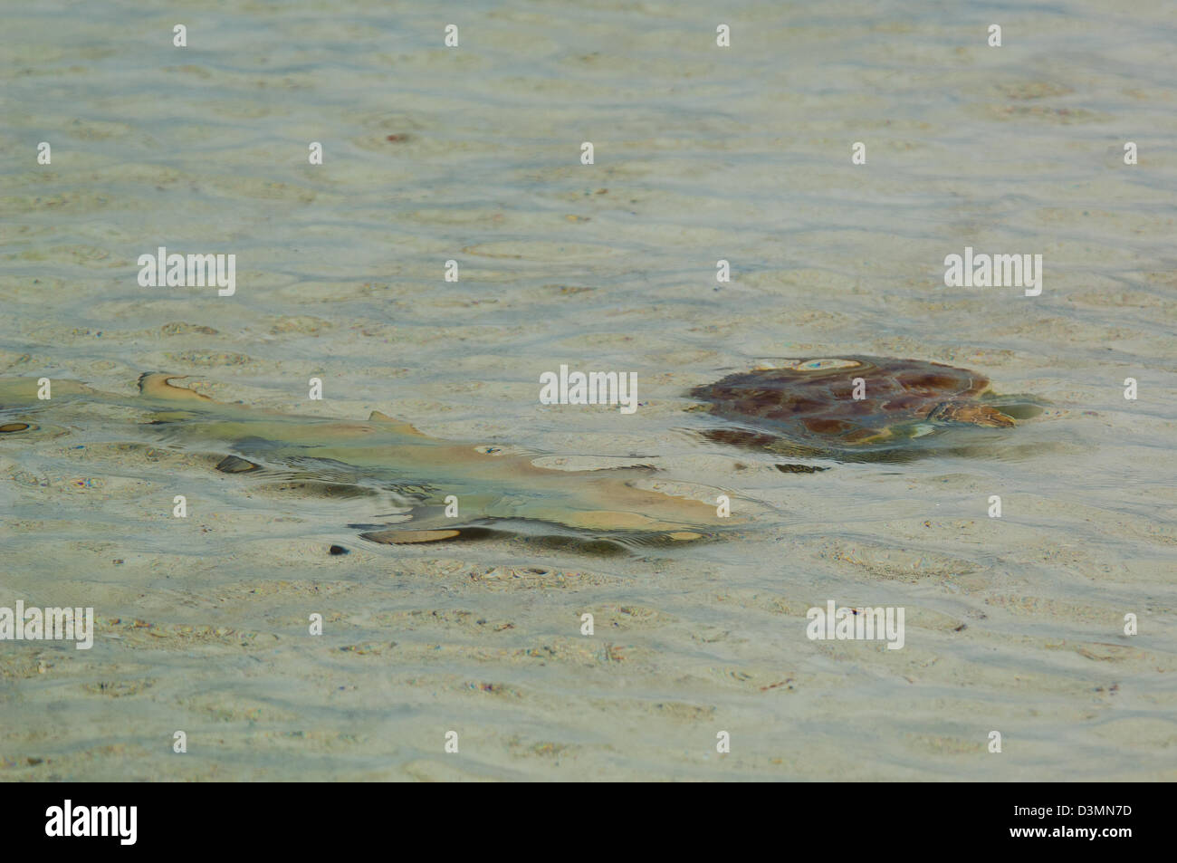 Lemon shark (Negaprion brevirostris) stalking a small sea turtle Andros Island Bahamas Stock Photo