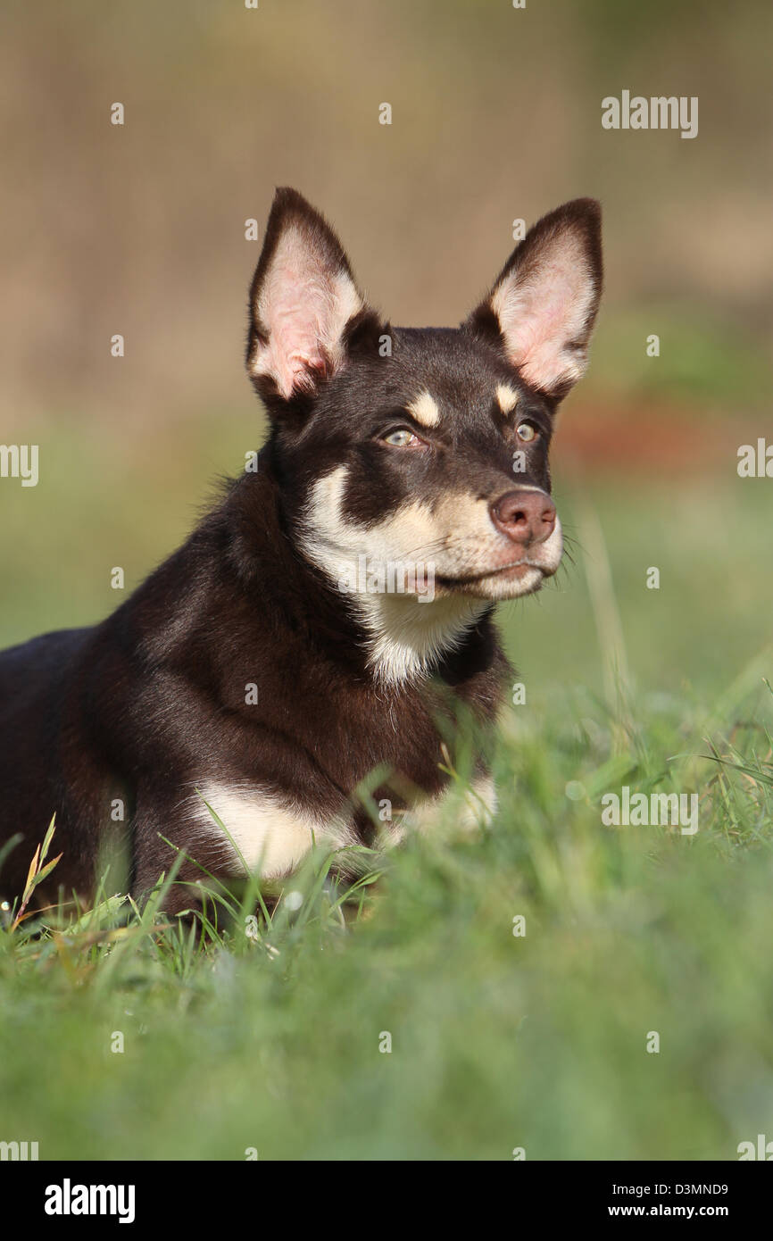 Dog Working Kelpie young portrait Stock Photo Alamy