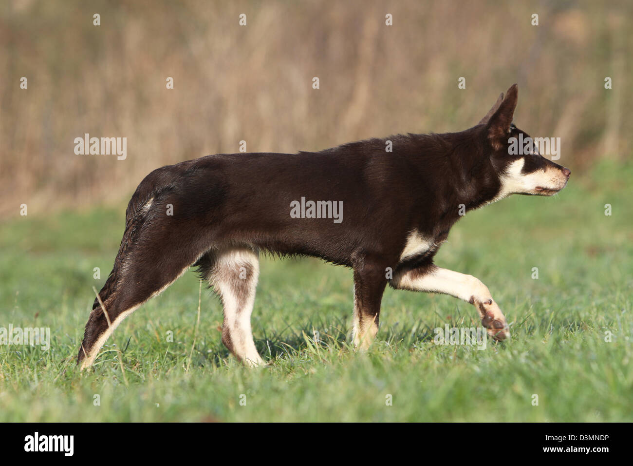 Red kelpie dog running hires stock photography and images Alamy