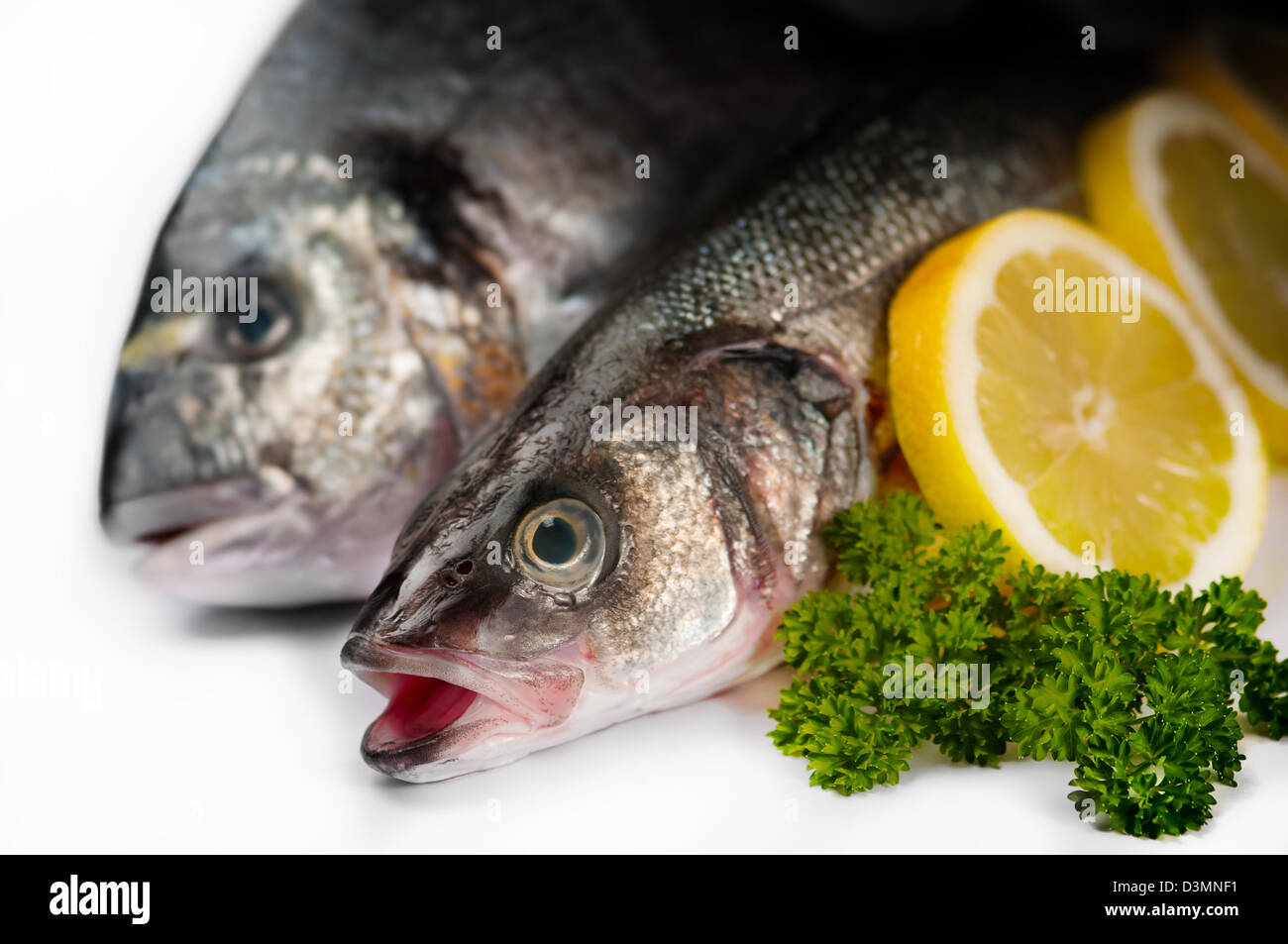 White bass fish hi-res stock photography and images - Alamy