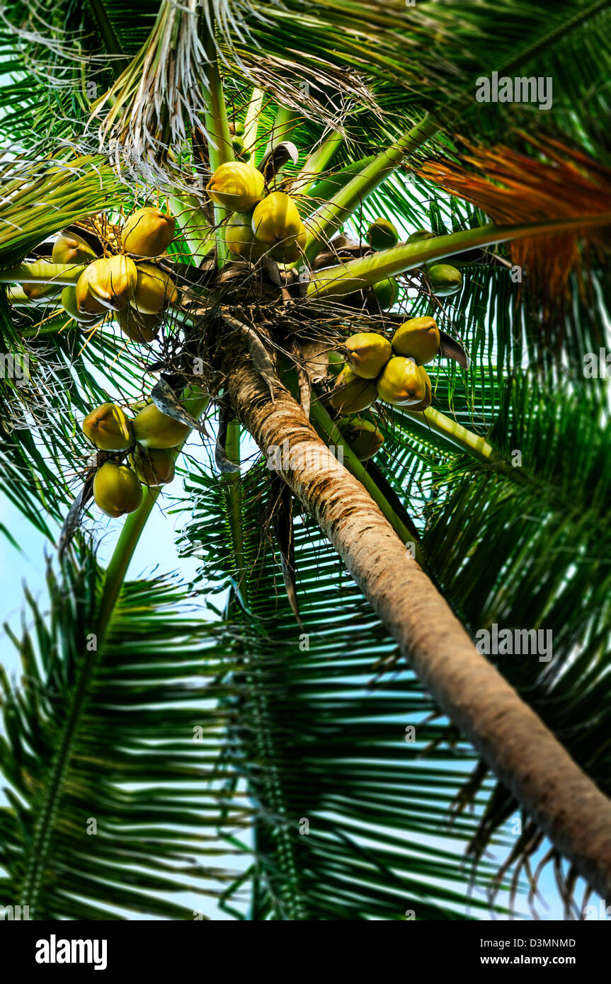 Coconut palm tree fruit, tall, below view tropical Stock Photo