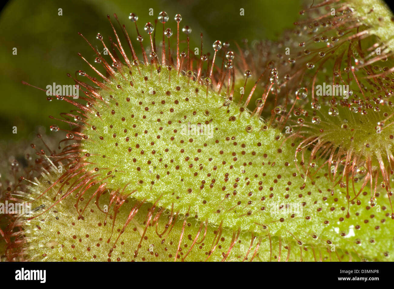 An insectivorous sundew plant, Drosera aliciae, with sticky leaf hairs Stock Photo