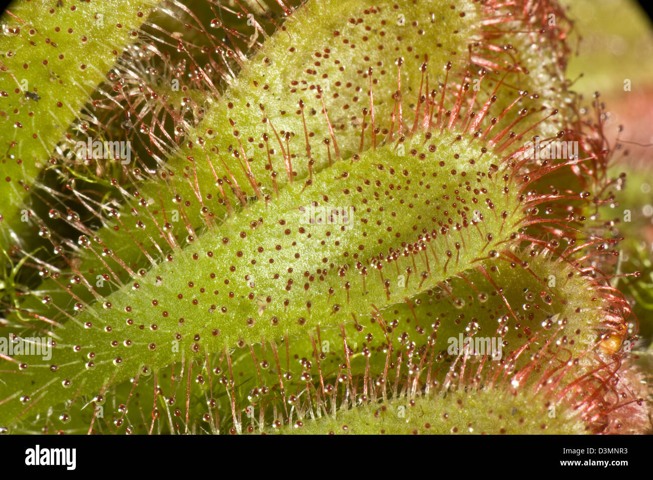 An insectivorous sundew plant, Drosera aliciae, with sticky leaf hairs Stock Photo