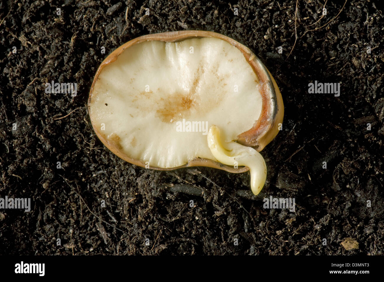 A broad bean seed, Vicia faba, germinating, section with seed leaf and radicle just emerging Stock Photo