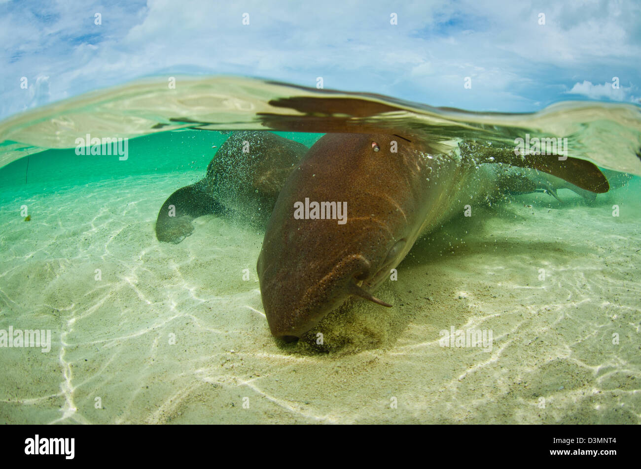 Nurse Sharks Hi res Stock Photography And Images Alamy nurse-sharks-hi-res-stock-photography-and-images-alamy