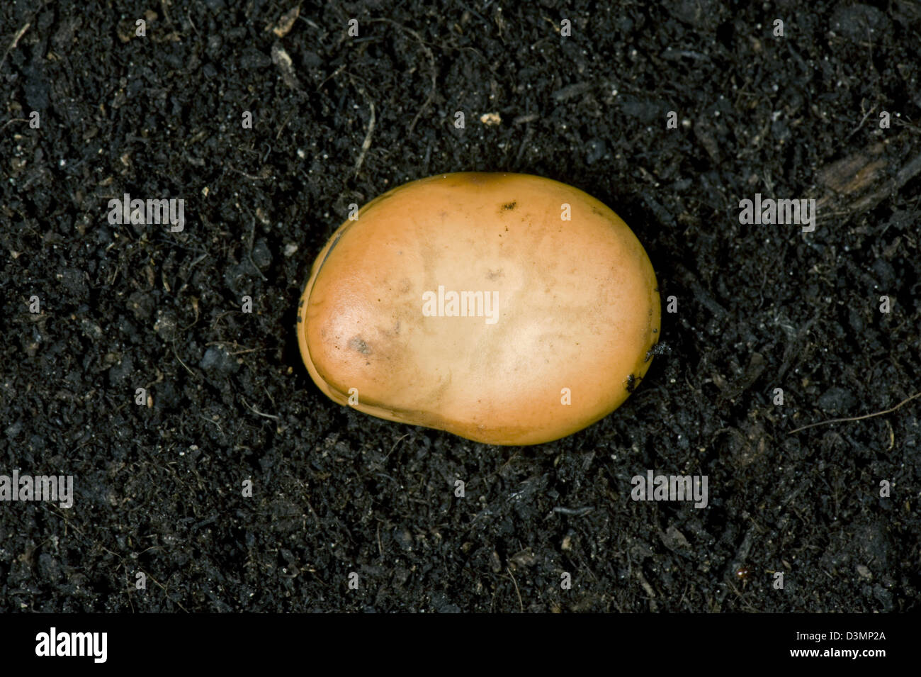 A broad bean seed, Vicia faba, on soil Stock Photo