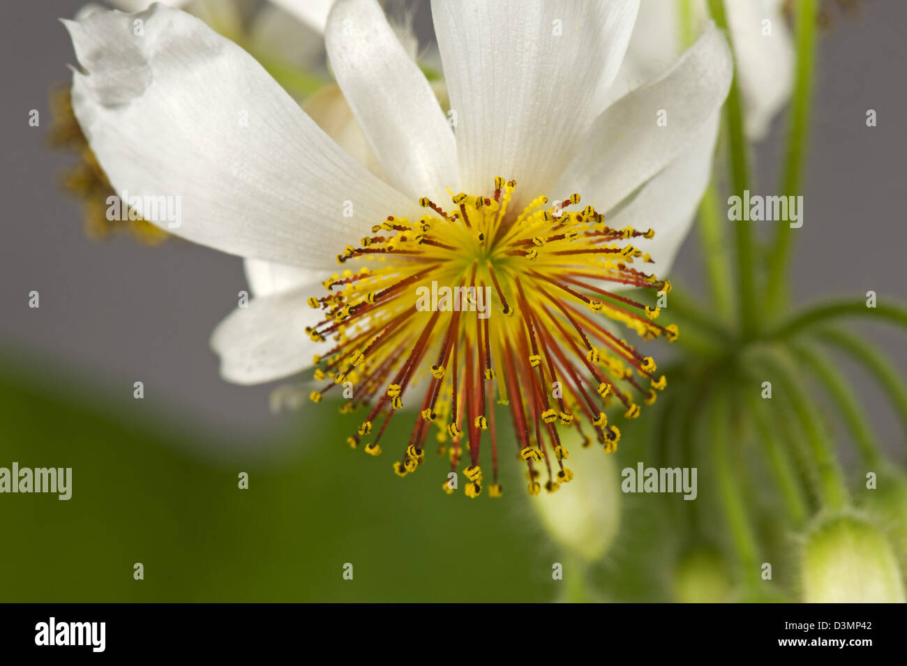 African hemp, Sparrmannia africana, flower with open stamens, filaments and anthers after reacting to touch Stock Photo