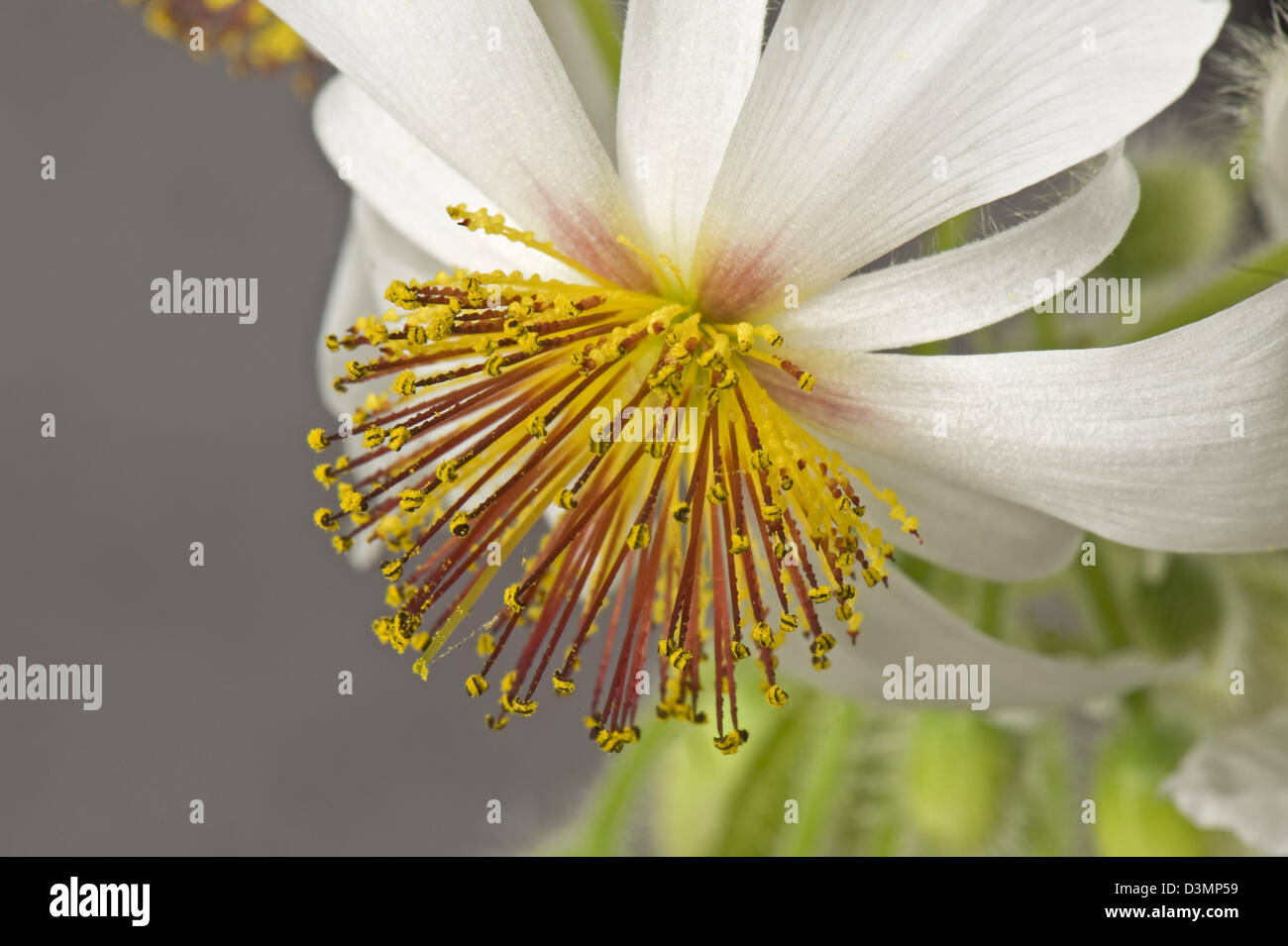 African hemp, Sparrmannia africana, flower with open stamens, filaments and anthers after reacting to touch Stock Photo