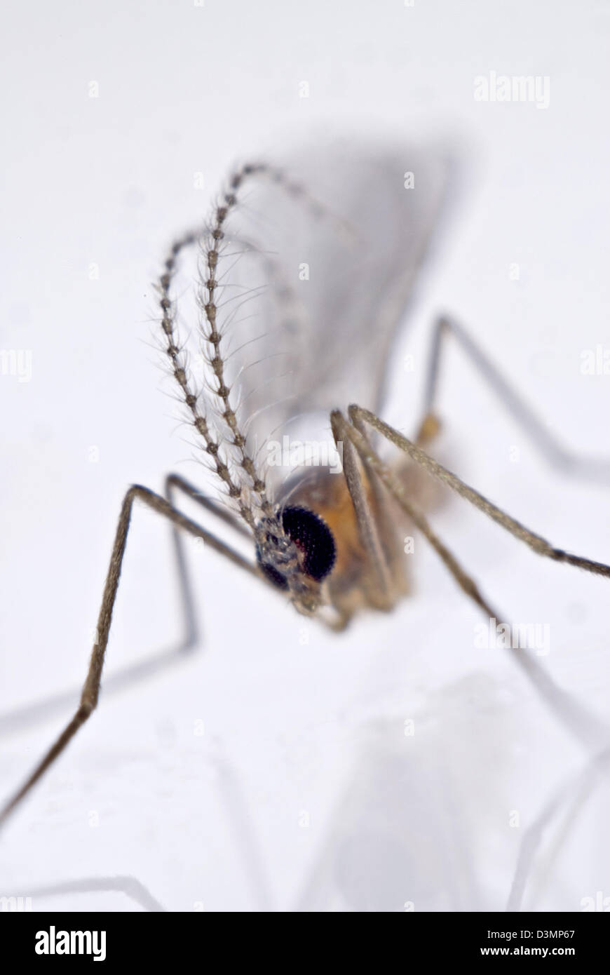 Male predatory midge, Aphidoletes aphidimyza, with elaborate antennae Stock Photo