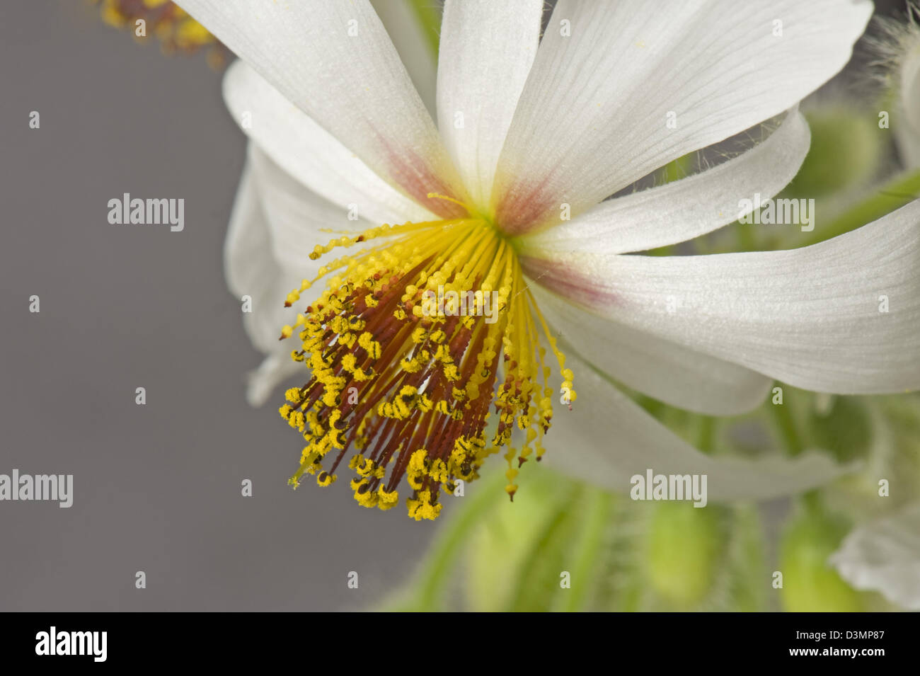 African hemp, Sparrmannia africana, flower with tight stamens, filaments and anthers whichb are touch sensitive Stock Photo