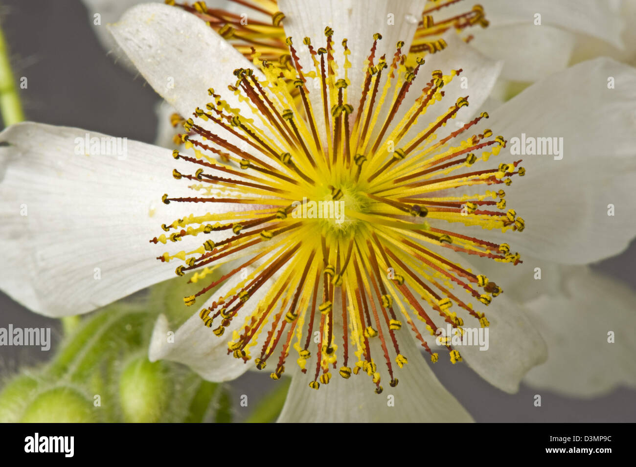 African hemp, Sparrmannia africana, flower with open stamens, filaments and anthers after reacting to touch Stock Photo