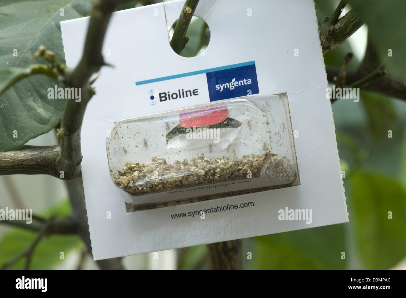 blister pack of predatory midges, Aphidoletes aphidimyza, used for biological control of aphids in protected crops Stock Photo