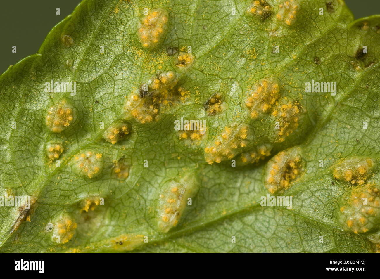 Alexanders rust, Puccinia smyrnii, pustules on the underside of alexanders leaves Stock Photo