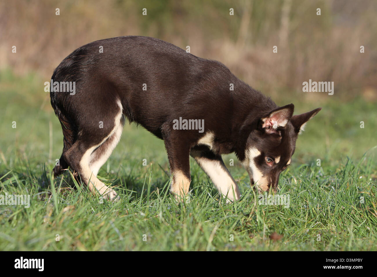 Kelpie working with muzzle hires stock photography and images Alamy