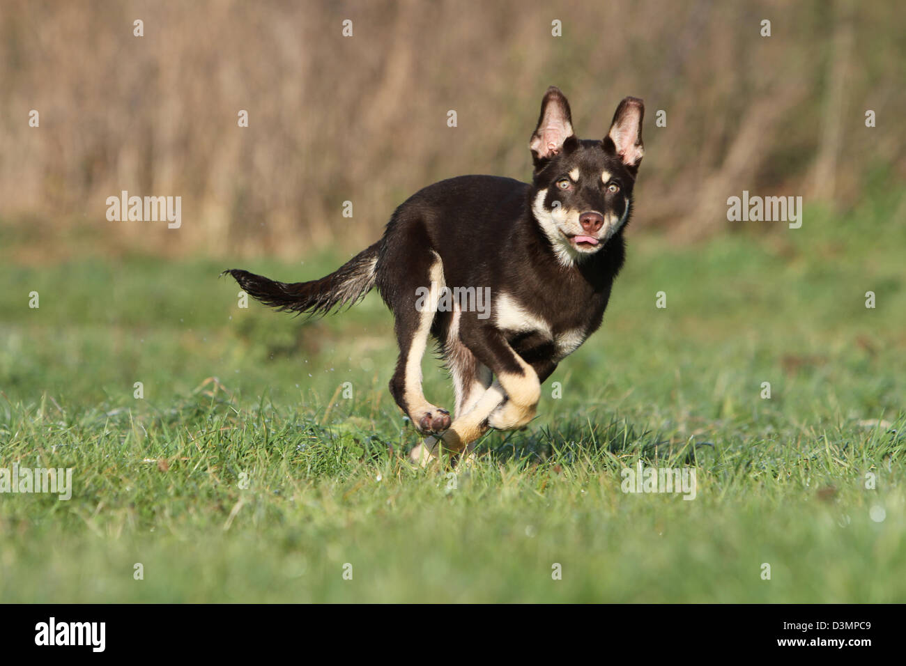 Red kelpie dog (run or running) hires stock photography and images Alamy