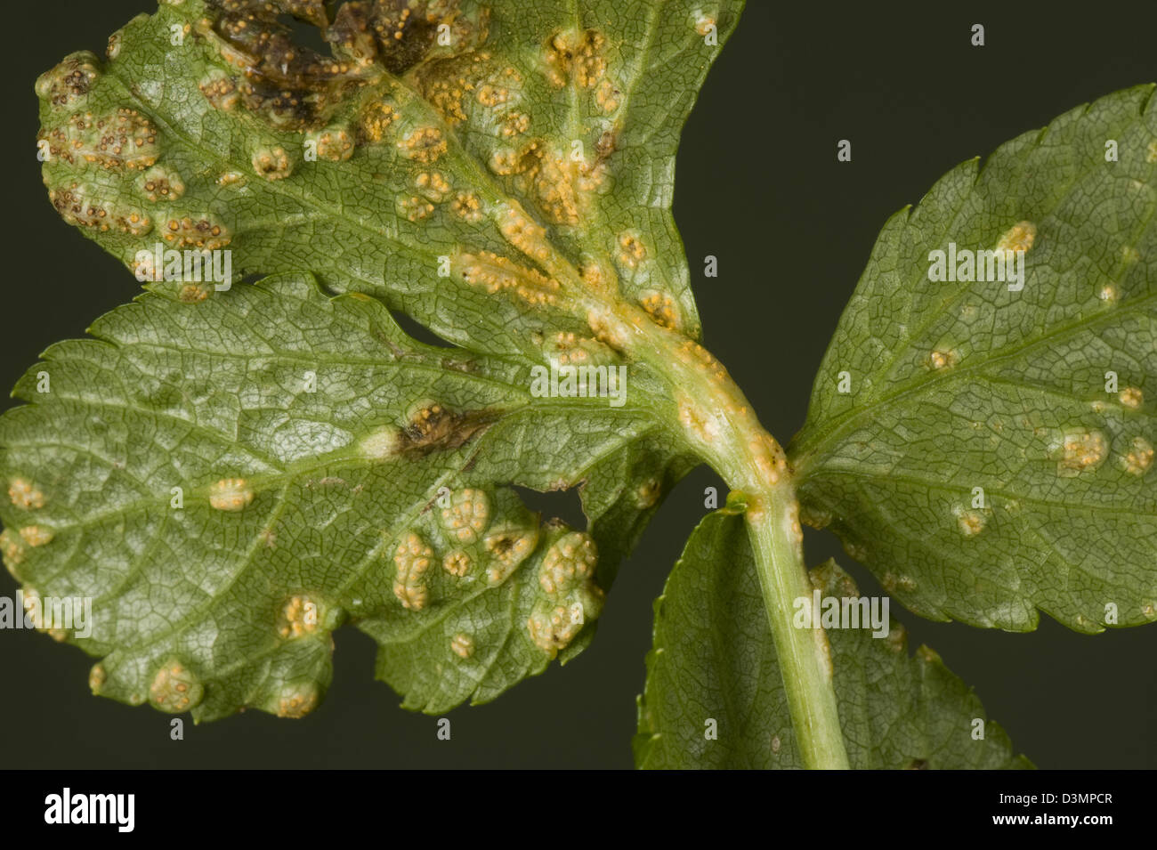 Alexanders rust, Puccinia smyrnii, pustules on the underside of alexanders leaves Stock Photo