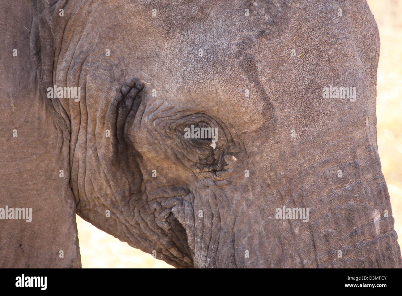Elephant's head, Etosha National Park, Namibia Stock Photo