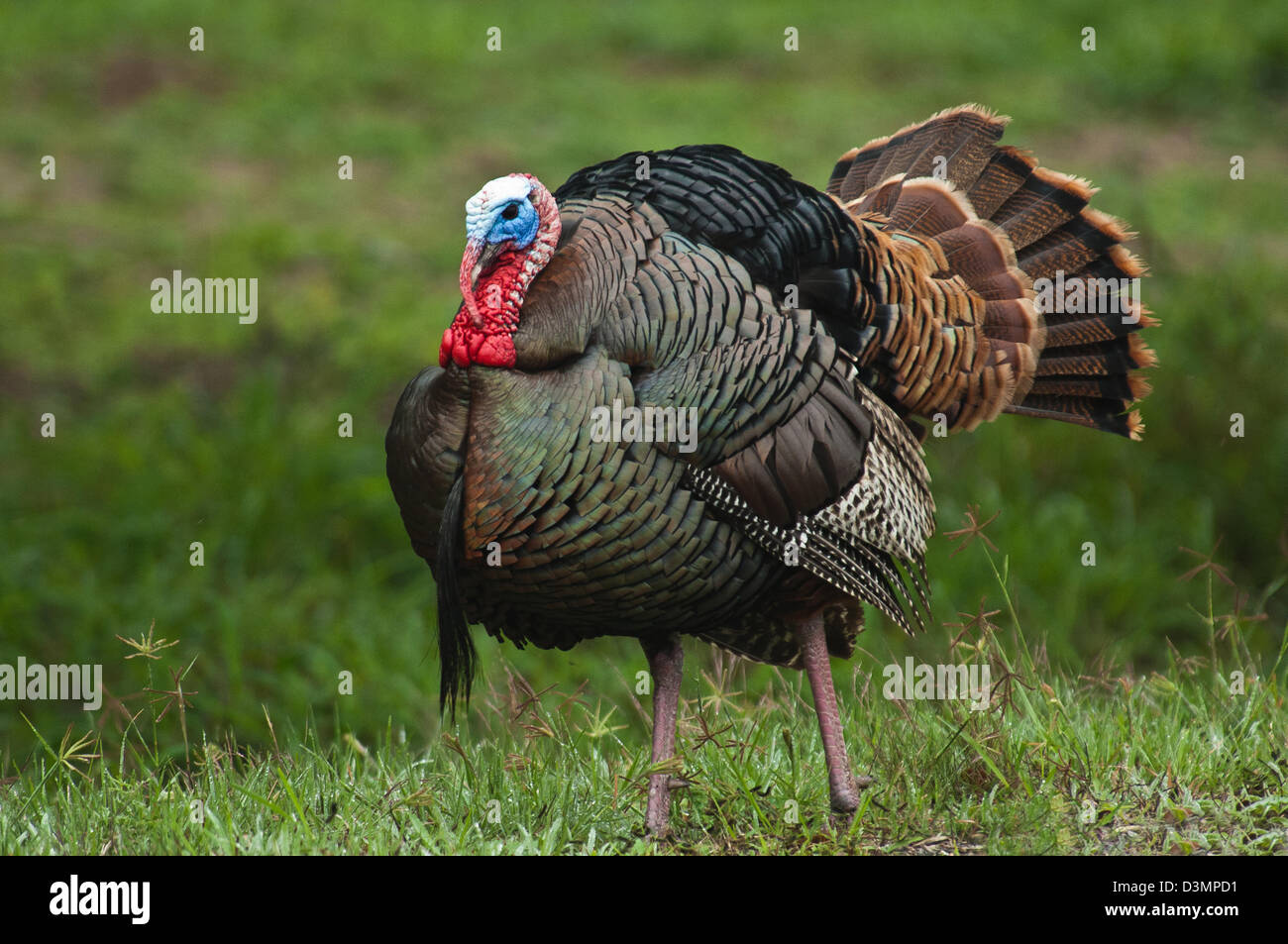 Wild turkey gobbler (Meleagris gallopavo) strutting near Spofford Texas