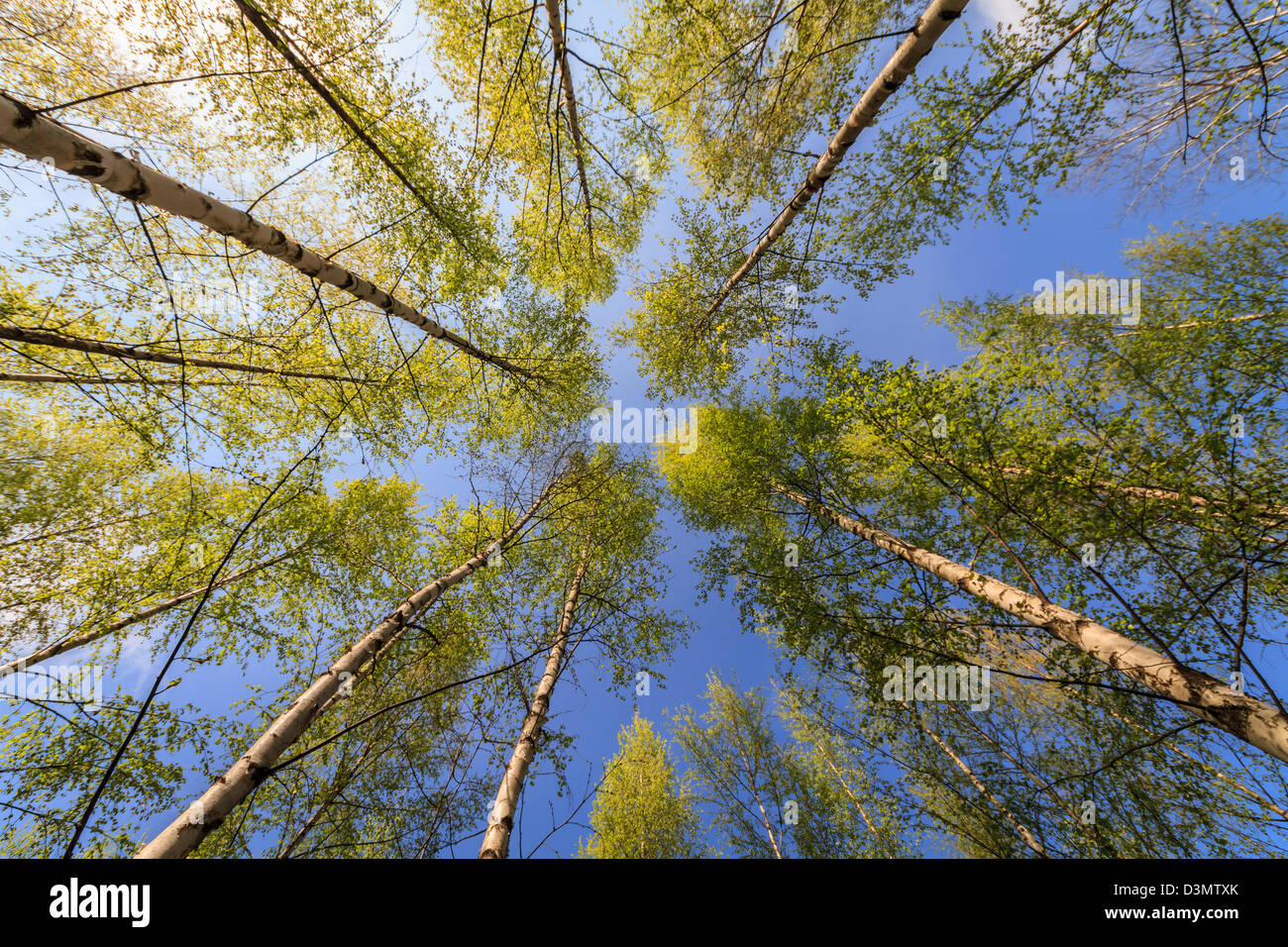 Tall forest trees reach sky hi-res stock photography and images - Alamy