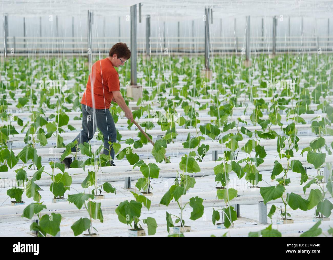 Gardners Regina Maerker from Fontana Gartenbau GmbH tends to young