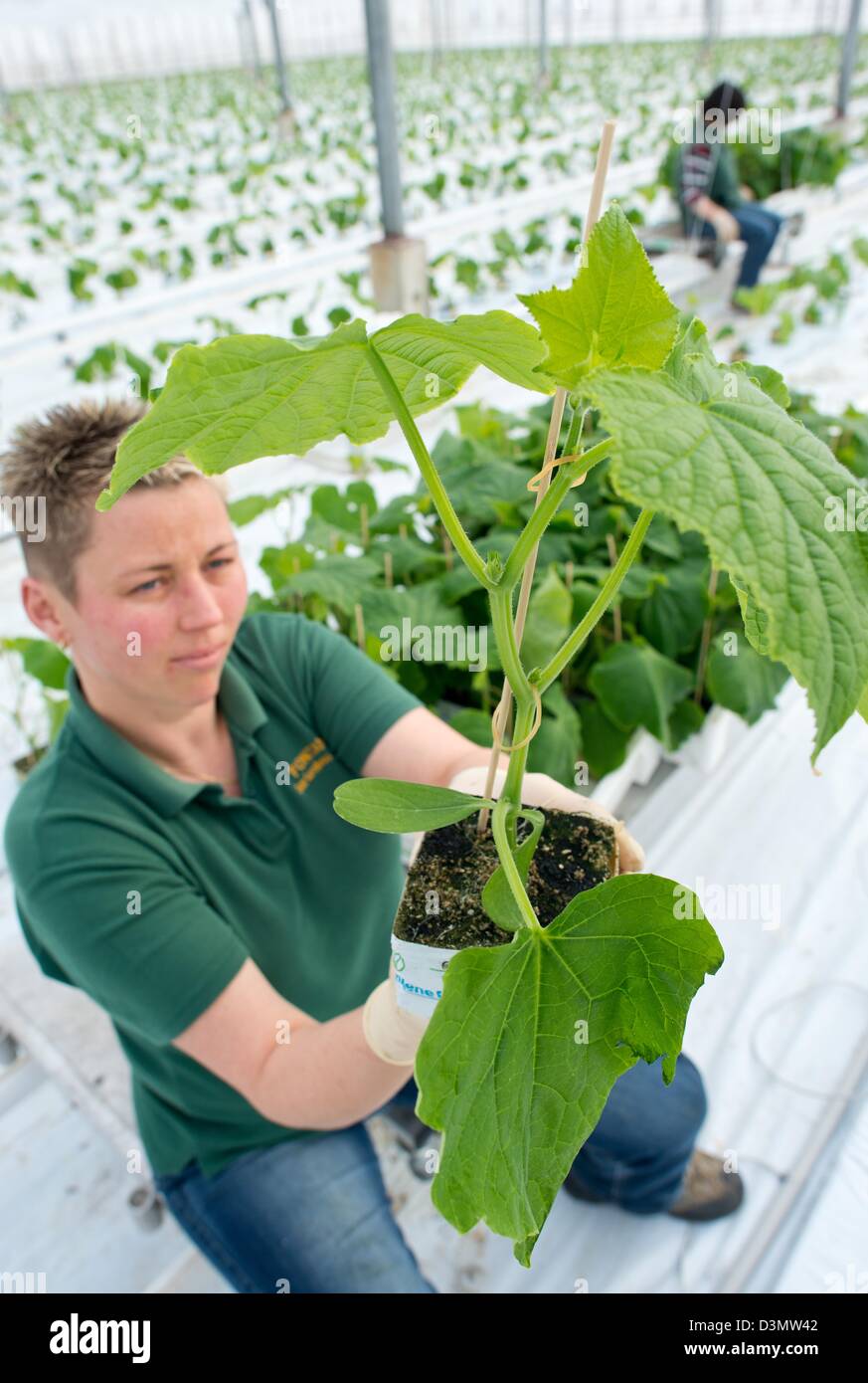 Gardners Kerstin Thiele from Fontana Gartenbau GmbH plants young