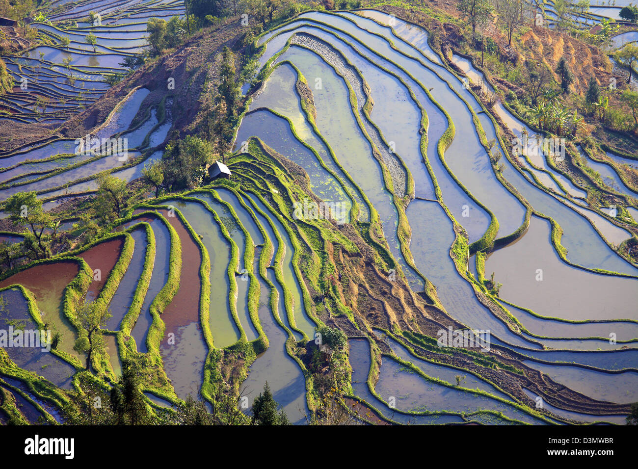 China, Yunnan, Yuanyang, Laohuzui, rice terraces, Stock Photo