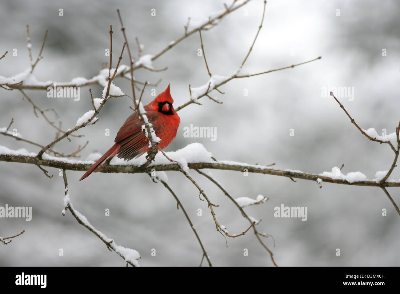 Northern Cardinal perching in Snow bird birds songbird songbirds Ornithology Science Nature Wildlife Environment Stock Photo