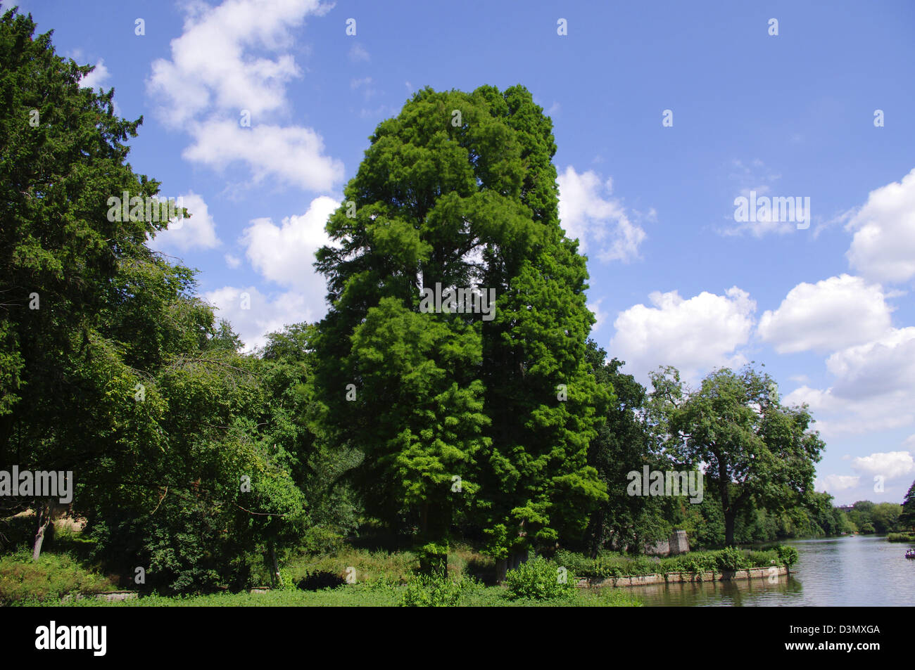Tree at Nottingham University grounds Stock Photo Alamy