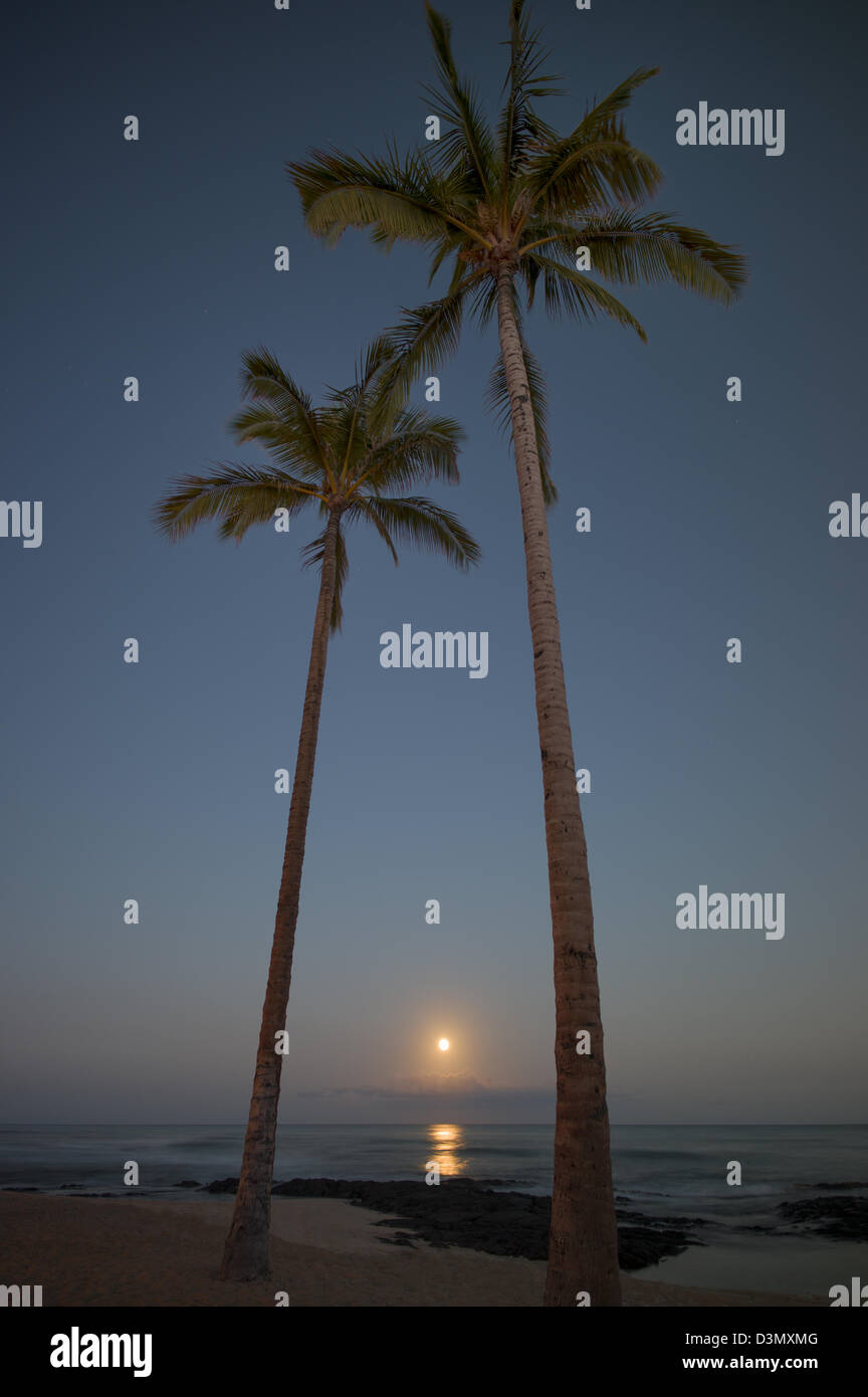 Moonset and palm trees. Hawaii, The Big Island. Stock Photo