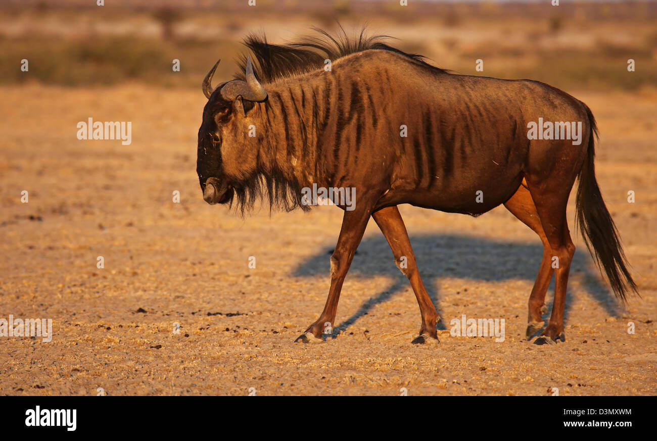 blue wildebeest, Connochaetes taurinus, Central Kalahari, Botswana, Botsuana Stock Photo