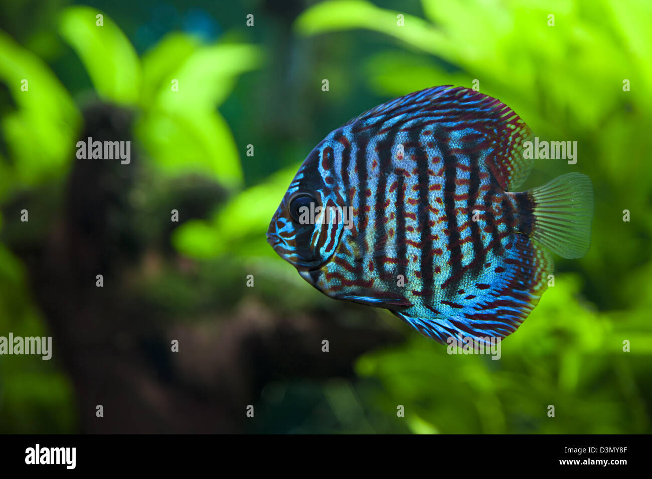 A colorful close up shot of a Discus Fish Stock Photo