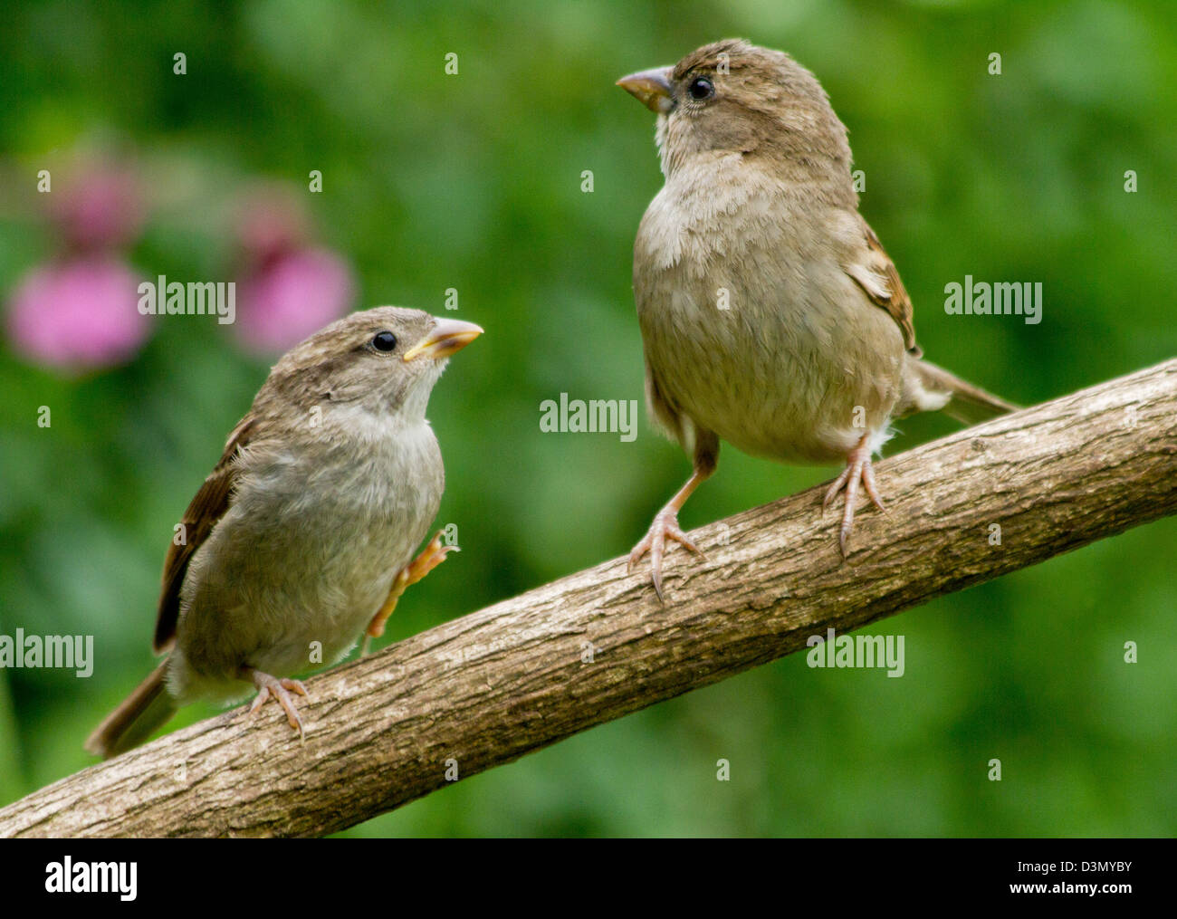 Juvenile House Sparrow approaching its mother on a branch of a tree as it waits to be fed Stock Photo