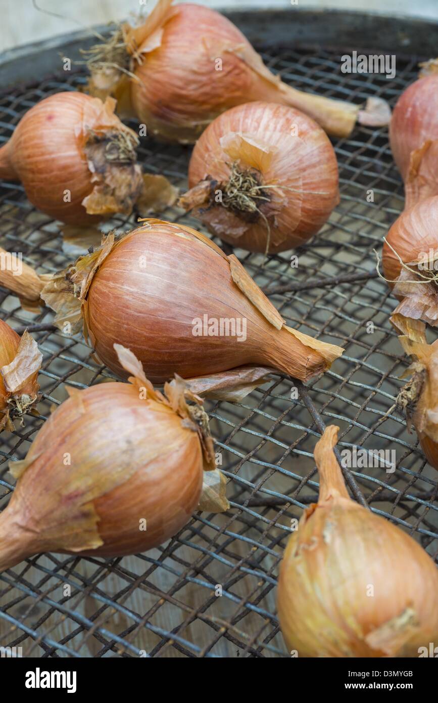 Homegrown shallots, placed on old sieve ready for planting Stock Photo