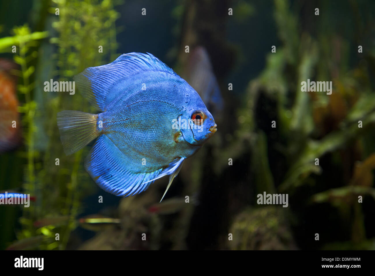 A close up shot of a beautiful Blue Diamond Discus Fish Stock Photo