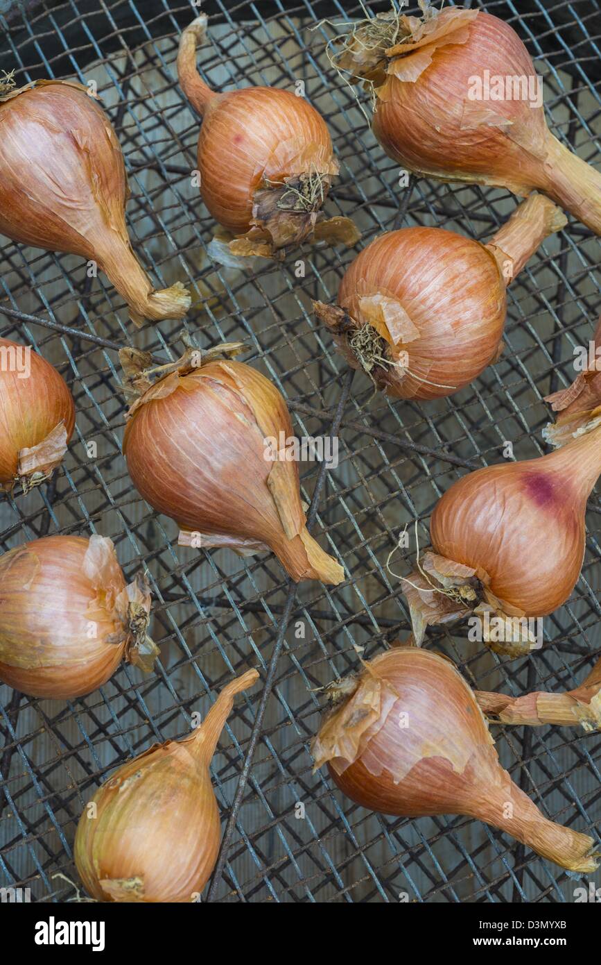 Homegrown shallots, placed on old sieve ready for planting Stock Photo