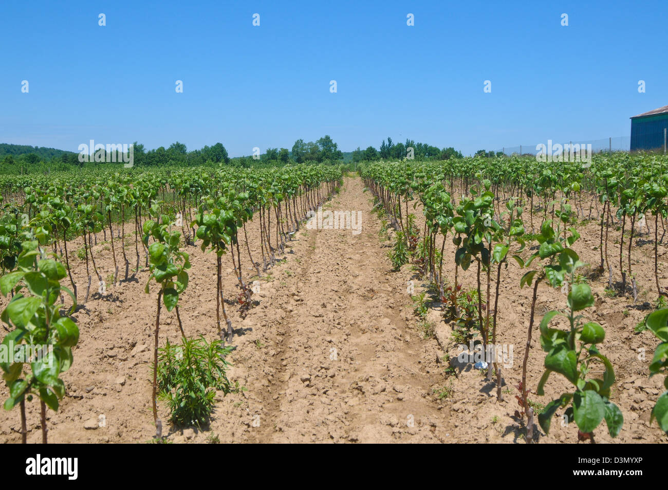 Tall spindle hi-res stock photography and images - Alamy