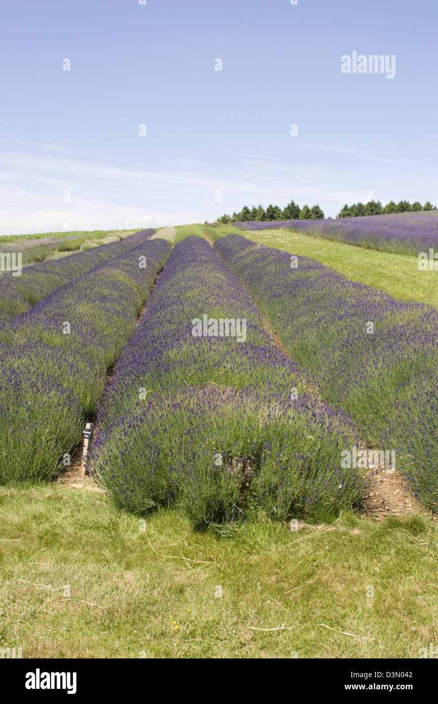 Lavender Farm Snowshill Gloucestershire England UK Stock Photo