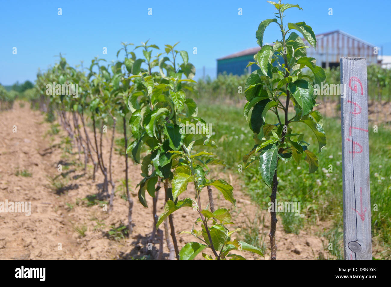 Gala tall spindle apple trees in nursery Stock Photo Alamy