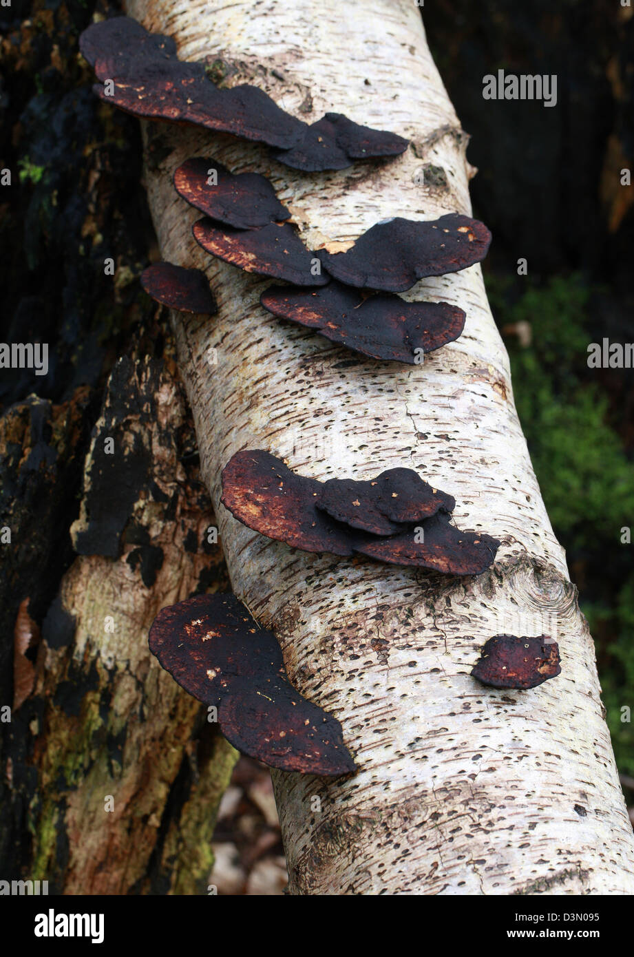 Blushing Bracket Fungus, Daedaleopsis confragosa, Polyporaceae, on Dead Birch Tree. Stock Photo