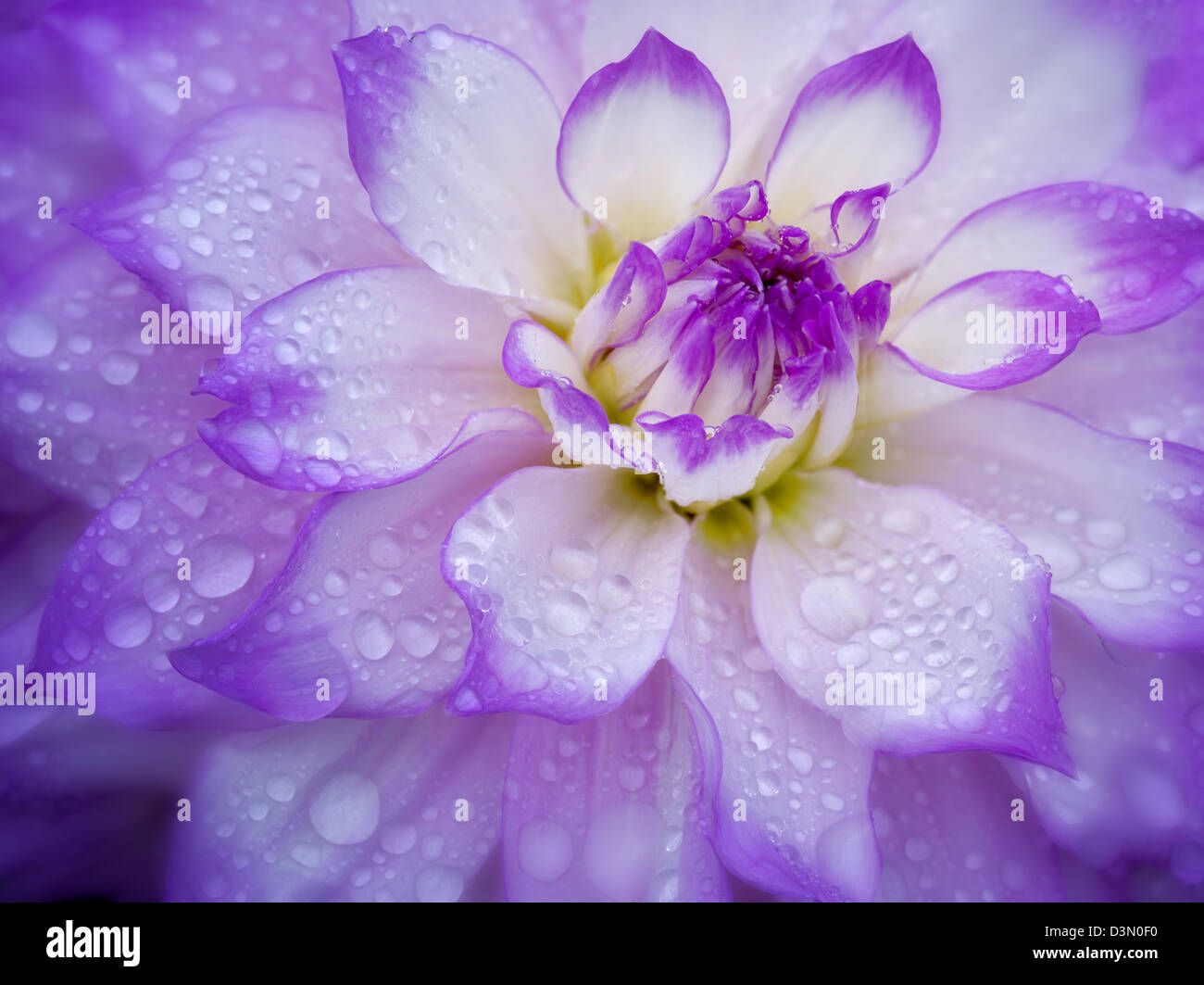 Dahlia (Mikayla Miranda) close up. Oregon Stock Photo