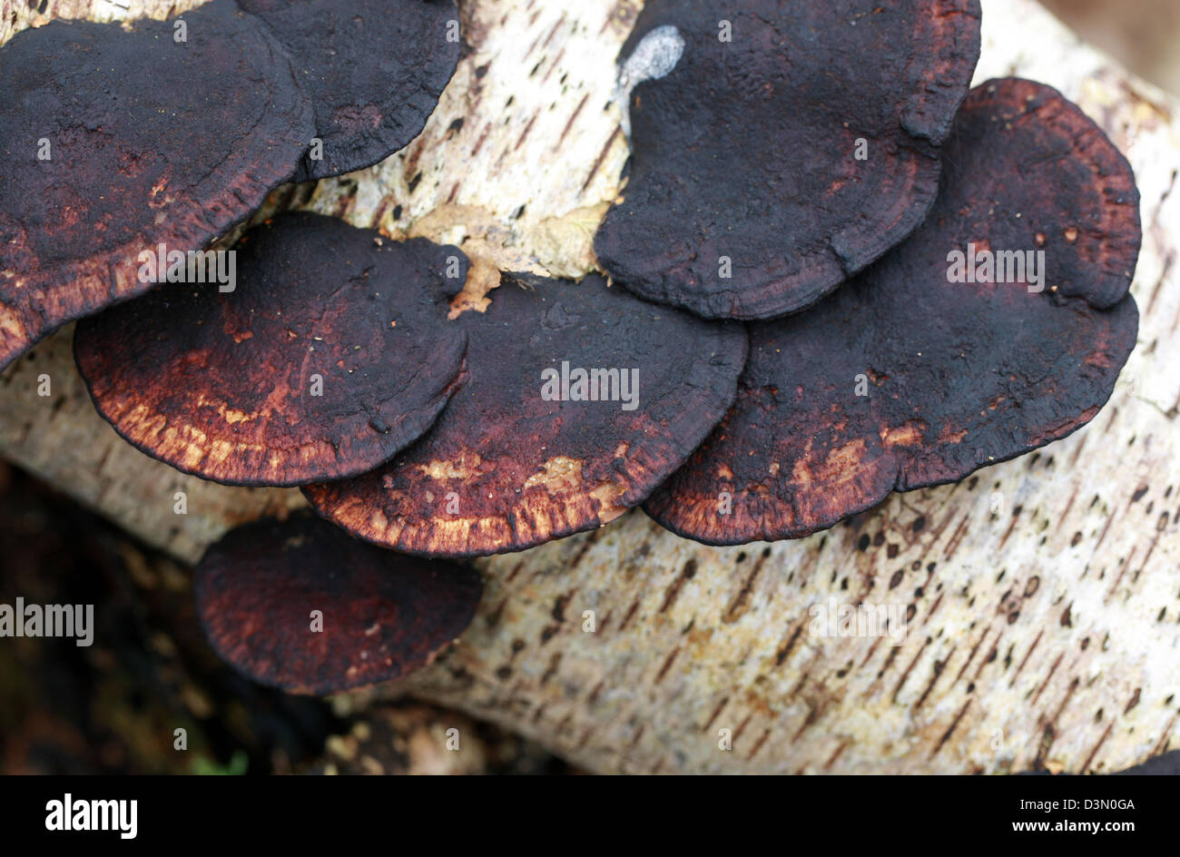 Blushing Bracket Fungus, Daedaleopsis confragosa, Polyporaceae, on Dead Birch Tree. Stock Photo
