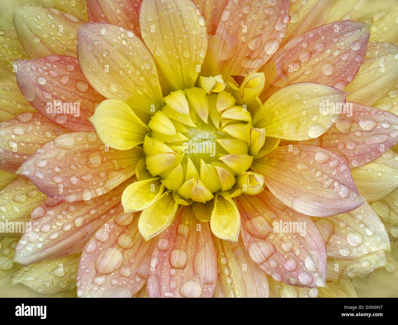 Dahlia (Peaches and Dreams). Oregon Stock Photo Alamy