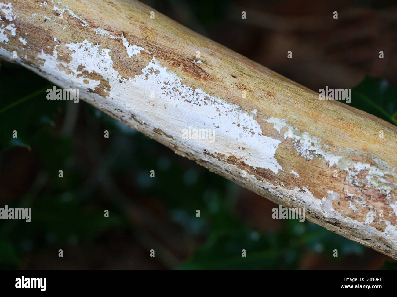 Elder Whitewash Fungus, Hyphodontia sambuci, Schizoporaceae. On a Dead Elder Tree Branch. Stock Photo