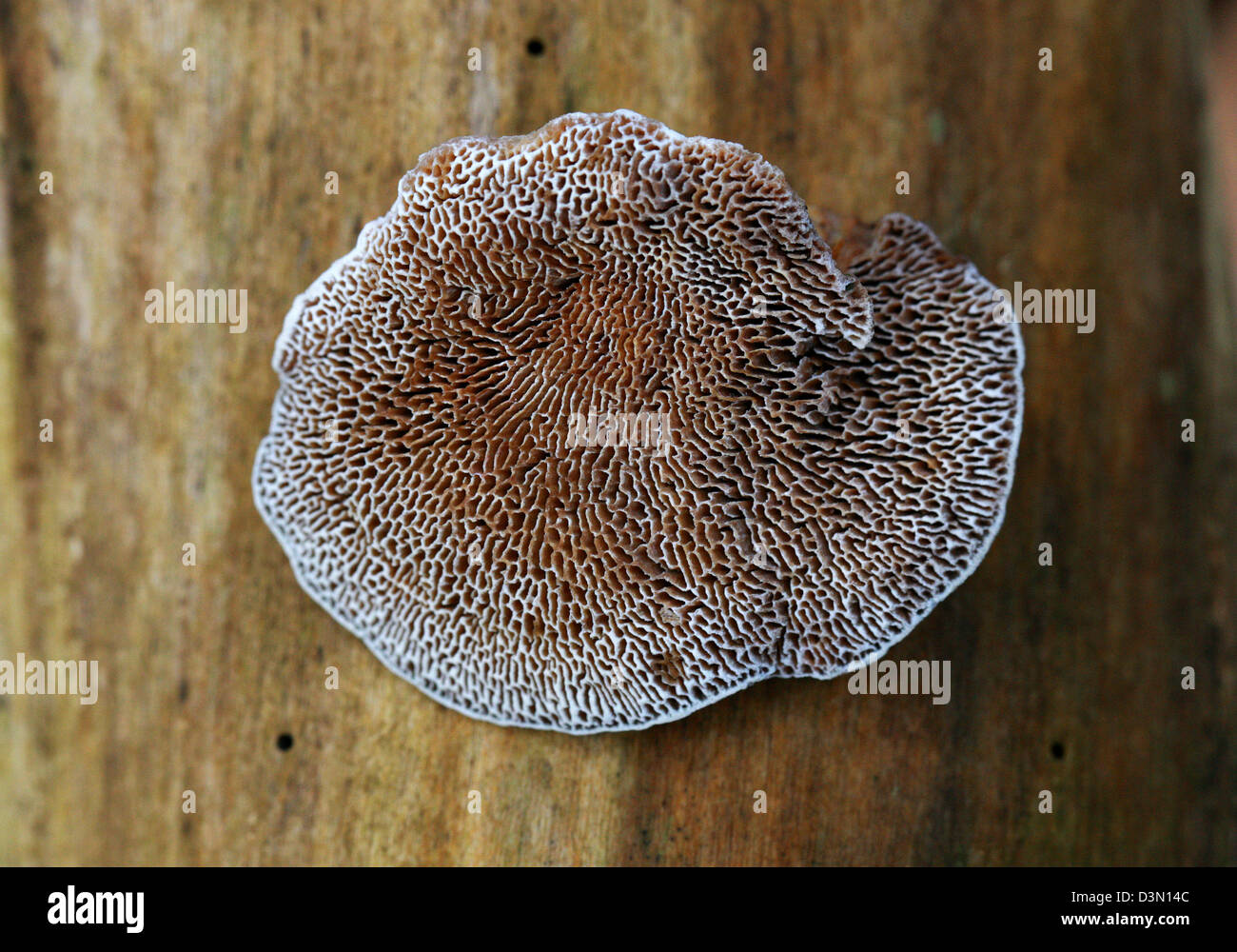 Young Blushing Bracket Fungus, Daedaleopsis confragosa, Polyporaceae. Showing Underside Gills. Stock Photo