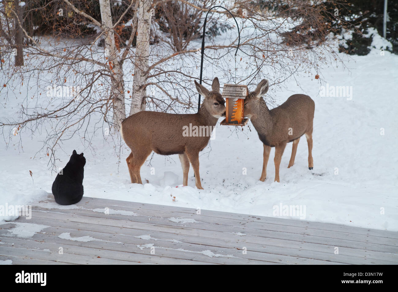 Deer and cats interacting in a rural yard. Stock Photo
