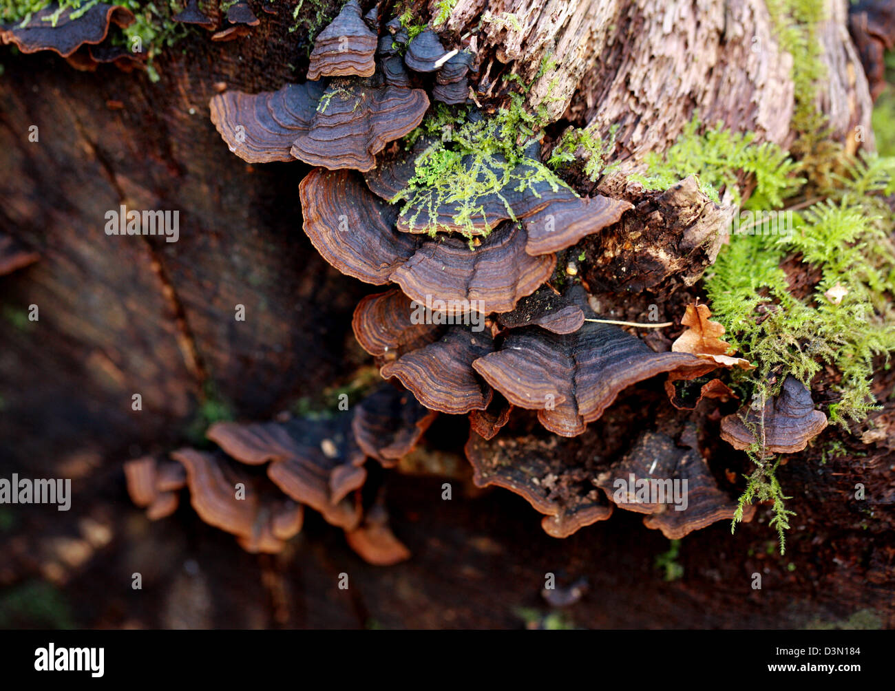 Oak Curtain Crust, Hymenochaete rubiginosa, Hymenochaetaceae. Bracket Fungus Growing on an Old Dead Oak Tree. Stock Photo
