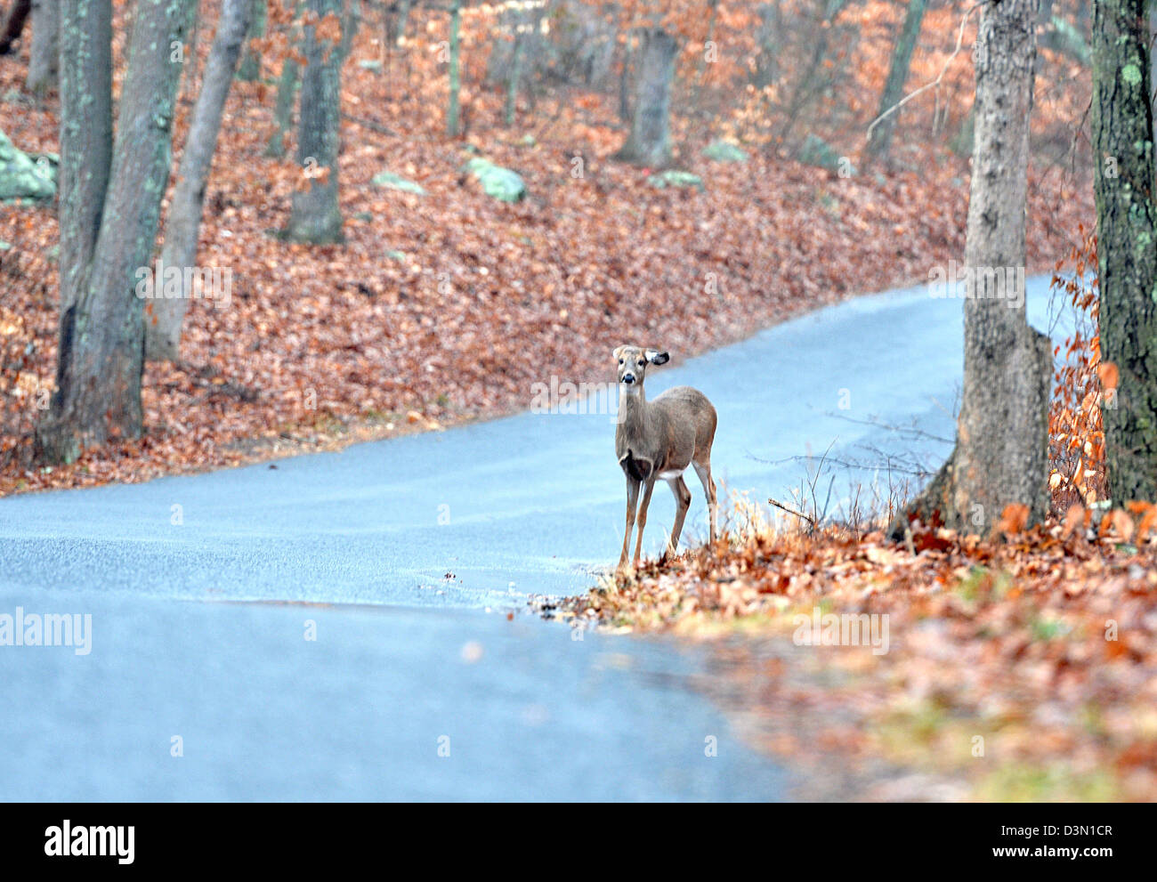 A deer in the road in Madison CT USA near a dangerous curve. Many deer are hit in CT by automobiles. Stock Photo